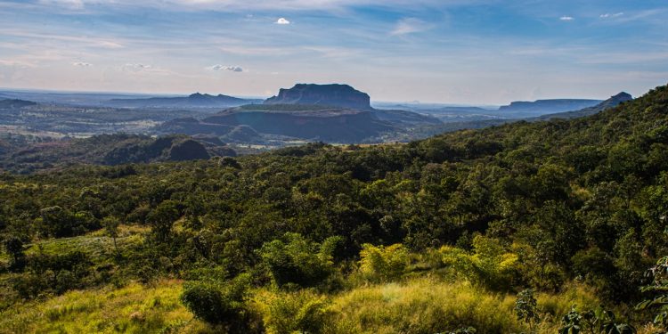 Fruta do Cerrado surpreende por alto teor de vitamina A