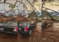 Árvore cai e destrói carro de brasiliense na Chapada dos Veadeiros