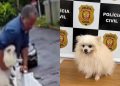 Bandido pula muro de mansão e “sequestra” Spitz Alemão no Lago Norte