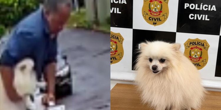 Bandido pula muro de mansão e “sequestra” Spitz Alemão no Lago Norte