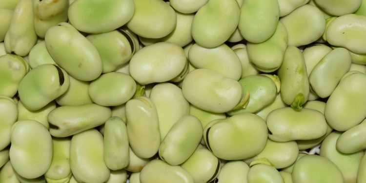 Proteína de fava pode ser opção ao whey no futuro. Entenda por que