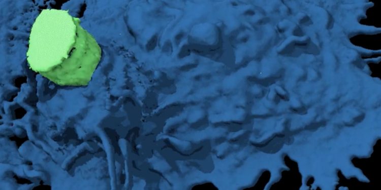 Estudo registra célula de câncer fugindo das defesas do organismo. Veja vídeo