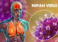 Vírus Nipah: tudo sobre a doença que reacendeu alerta global