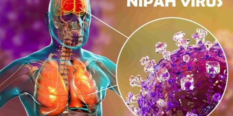 Vírus Nipah: tudo sobre a doença que reacendeu alerta global
