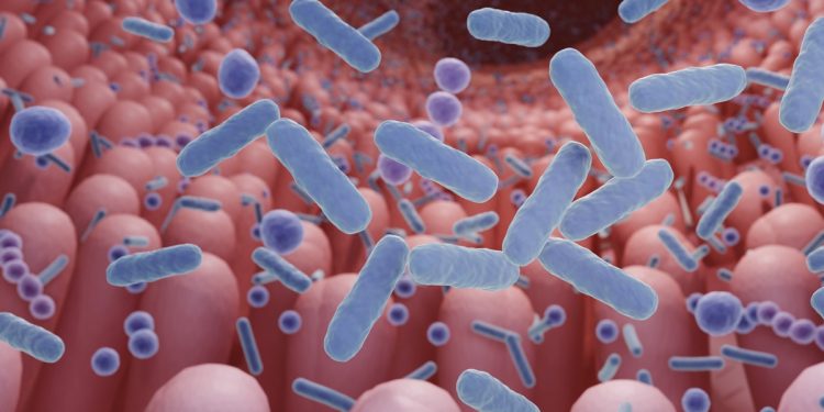 Coloproctologista lista os 5 melhores probióticos para o intestino