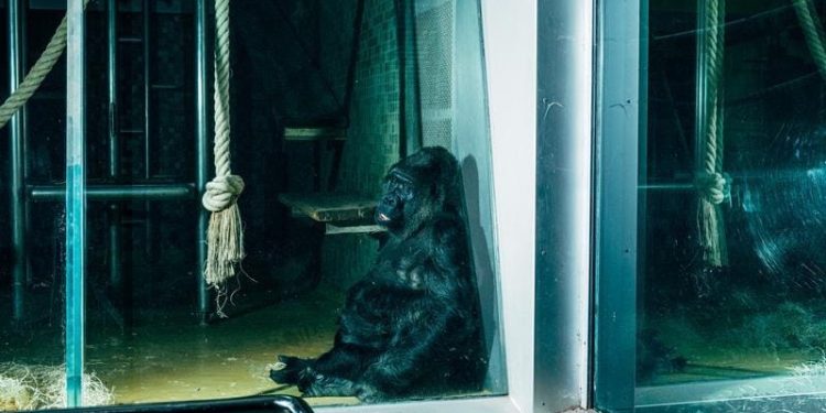 Moltbook: Em vez de acabar com os zoológicos de animais, criamos um zoológico de robôs