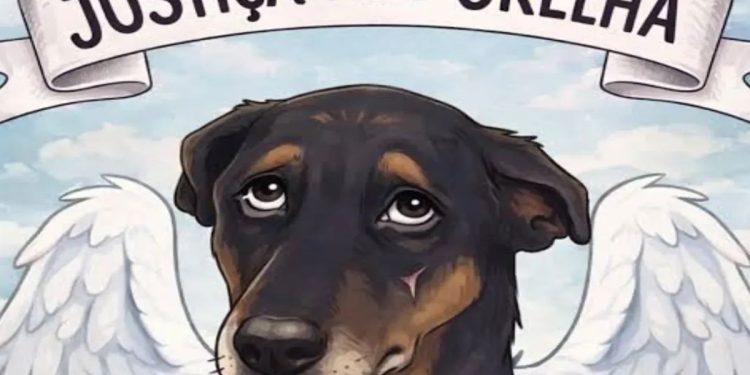 Cão Orelha: caso expõe aumento nas denúncias de maus-tratos no DF