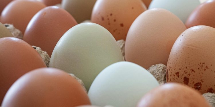 Nutricionista conta os benefícios do ovo para a dieta de atletas