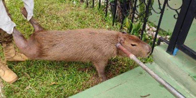 Capivara “invade” embaixada de Cuba e é resgata pela PMDF. Veja vídeo