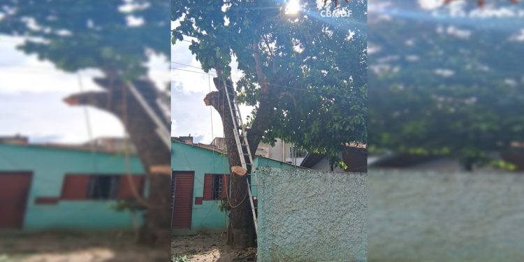 Homem morre atingido por descarga elétrica ao podar árvore no DF