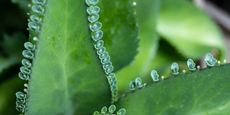 Plantas medicinais: esperança de terapia acessível contra o câncer