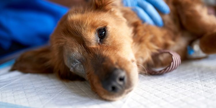 Psiquiatra explica se agressão a animais pode ser sinal de psicopatia