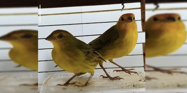 Passarinhos típicos do Cerrado são apreendidos em casas do DF