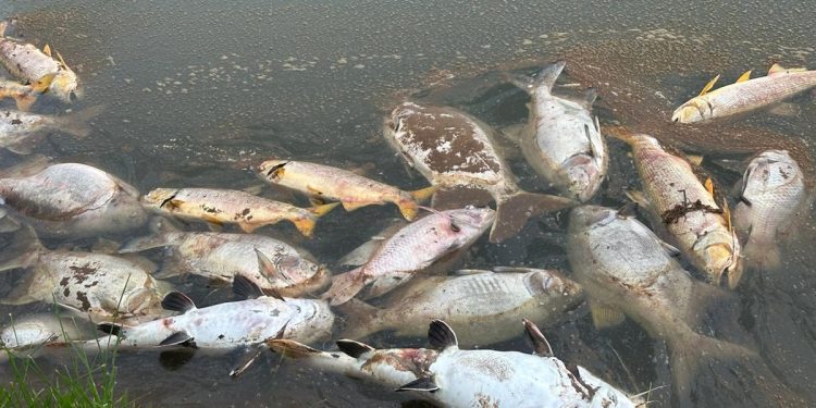 Fazendeiros perdem 5 toneladas de peixes após avião lançar produto em represa. Veja vídeo