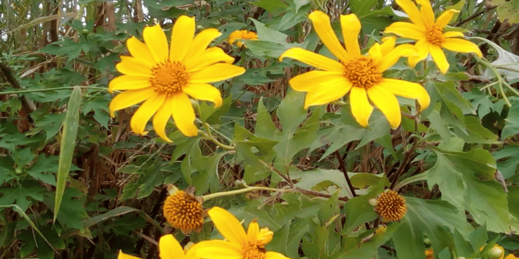 Bonita, mas perigosa: moradores temem expansão de planta invasora em condomínio