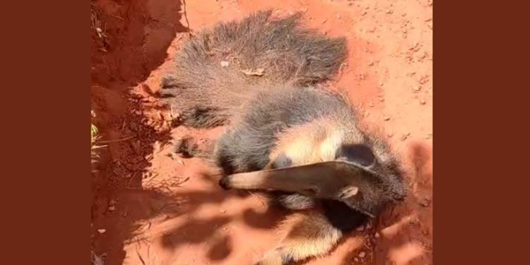 Tamanduá-bandeira é resgatado ferido e debilitado em estrada do DF. Veja vídeo