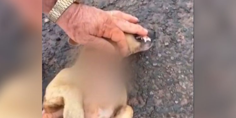 Pai matou pit-bull após cachorro morder filha em Goiás