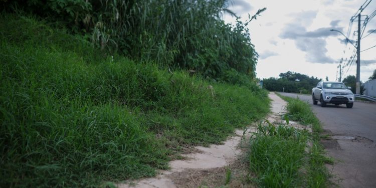 Com mato alto na vizinhança, cobras invadem casas em área nobre do DF: “Assustador”. Veja vídeo
