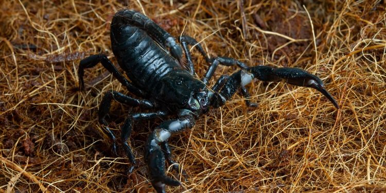 Tudo que é vivo quer viver