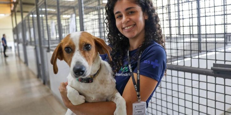Resgatados há um ano, cães ainda esperam por adoção na Zoonoses do DF