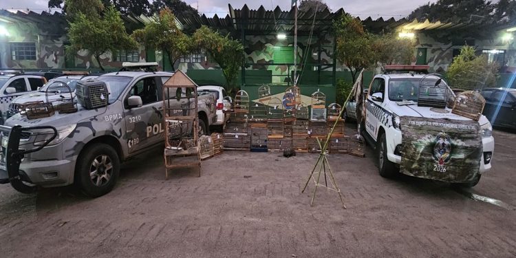 PMDF apreende um jabuti e 37 aves silvestres criados ilegalmente. Veja vídeo