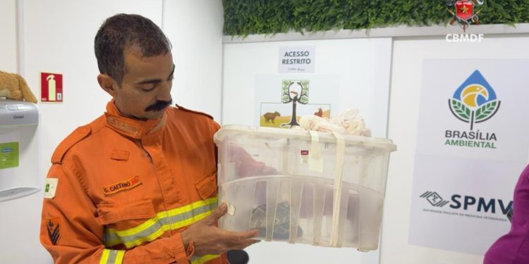 Cascavel é resgatada no meio da rua em área urbana do DF. Veja vídeo
