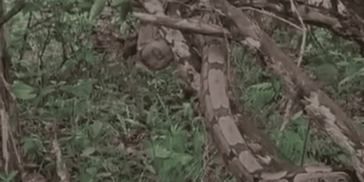 Cobra é resgatada enrolada em janela de loja no Jardim Botânico. Veja vídeo