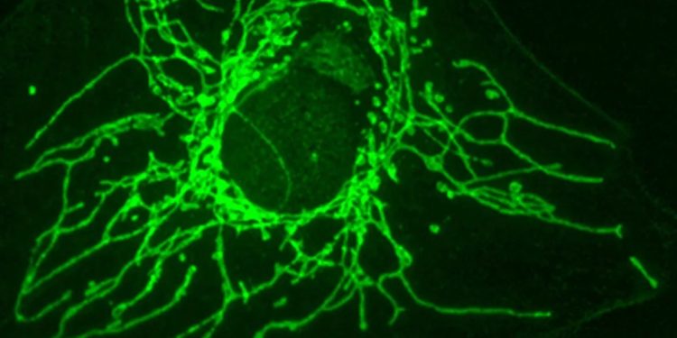 Molécula pode atingir células cancerígenas sem afetar as saudáveis