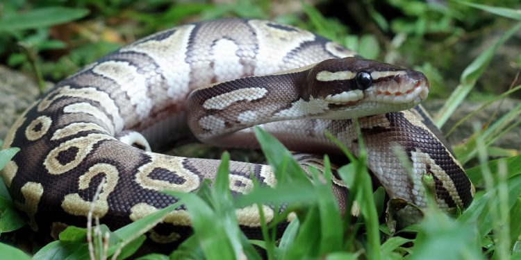 Sangue de píton pode inspirar novo remédio contra obesidade. Entenda