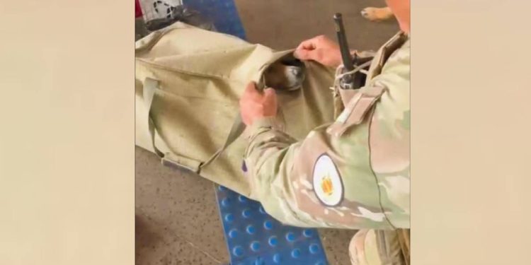 Passageiro é flagrado com cachorro preso em mala dentro de bagageiro de ônibus. Veja vídeo