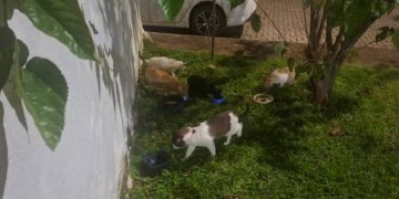 Síndica de condomínio no DF é acusada de destruir abrigos de 50 gatos