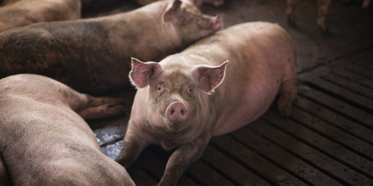 Espanha notifica OMS sobre suspeita de caso humano de gripe suína