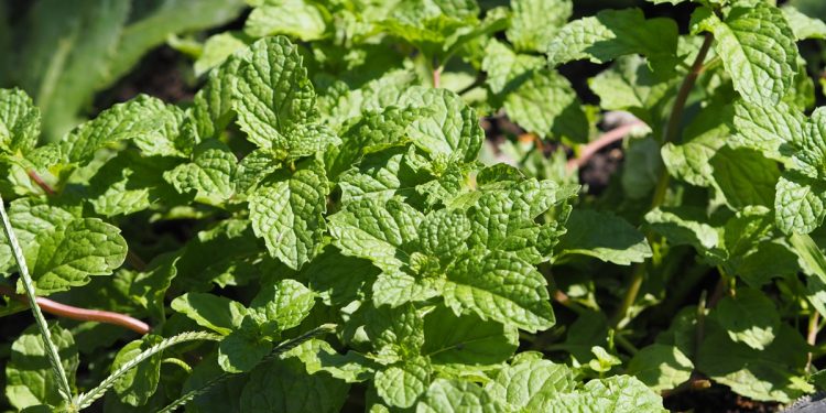 Menta pode ativar sensor do frio ligado à dor crônica, revela estudo