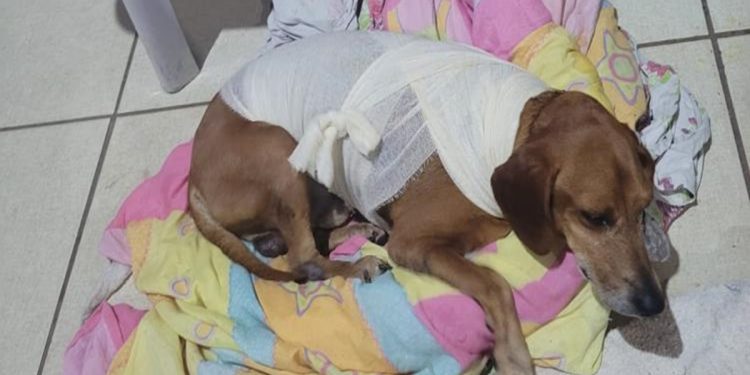 Cachorro comunitário é atacado com líquido quente e autora é indiciada