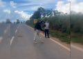 Jiboia por pouco não é atropelada ao atravessar rodovia em Goiás. Veja vídeo