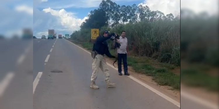 Jiboia por pouco não é atropelada ao atravessar rodovia em Goiás. Veja vídeo