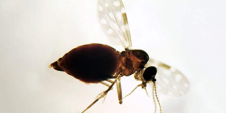 Nova linhagem do vírus Oropouche é identificada no Sudeste