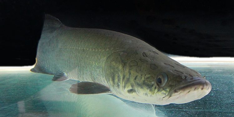 Pesca e abate de pirarucu são liberados, mas falta regulamentação