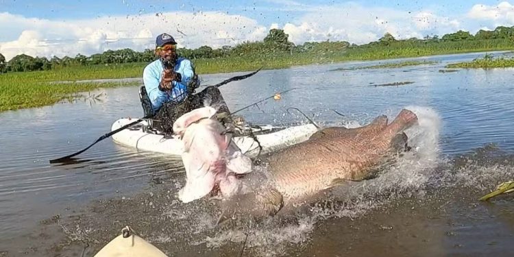 Pirarucu: peixe exótico no DF chegou ao Lago Paranoá em ação ilegal