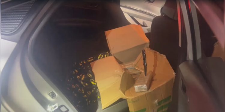 PRF prende motorista com 160 kg de maconha em rodovia. Veja vídeo