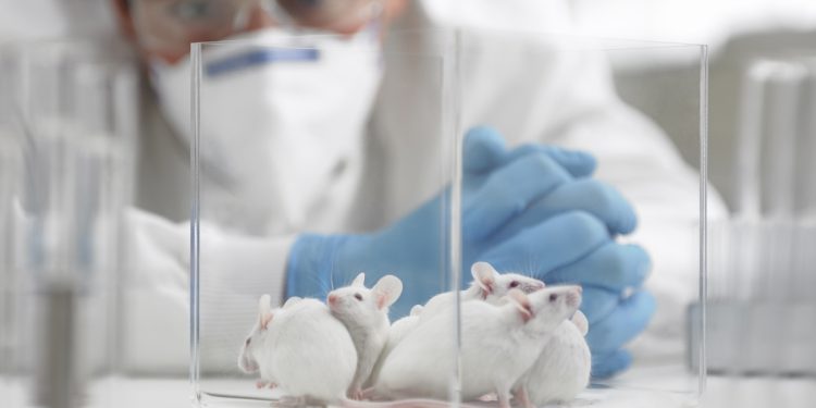 Tratamento experimental reverte sintomas de Alzheimer em ratos