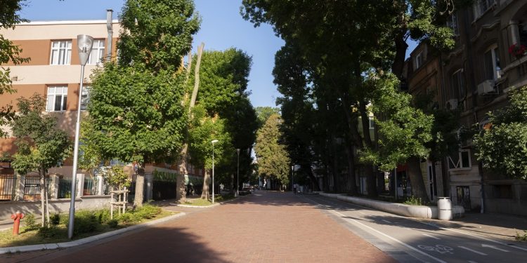 Morar em ruas com mais árvores pode reduzir risco cardiovascular