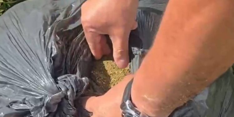 De quem é o saco? Embalagem com 30 kg de maconha é achada em rua do DF. Veja vídeo