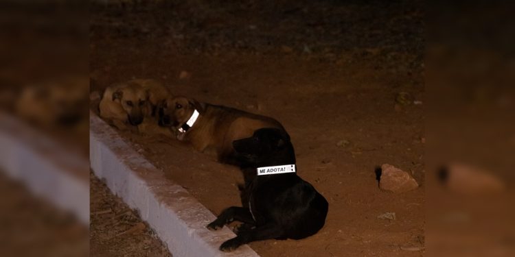Mais de 2 mil cães comunitários do DF ganham coleira refletiva para melhorar visibilidade noturna