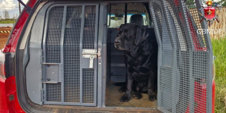 Cão farejador dos bombeiros encontra corpo de idoso desaparecido no DF