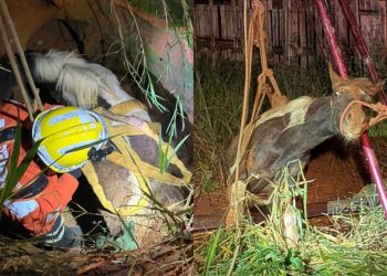 Égua cai em cisterna abandonada e é resgatada por bombeiros