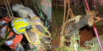 Égua cai em cisterna abandonada e é resgatada por bombeiros