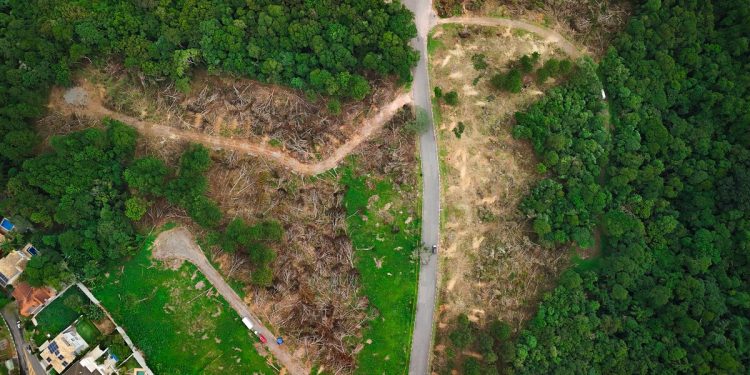 Área de Mata Atlântica com 200 hectares na Grande SP é ameaçada por novos empreendimentos