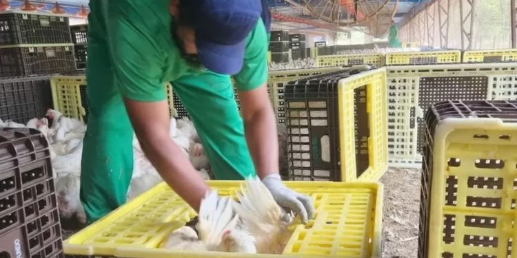 Cargill e JBS são alvos do MPT por trabalho análogo ao escravo em suas cadeias produtivas