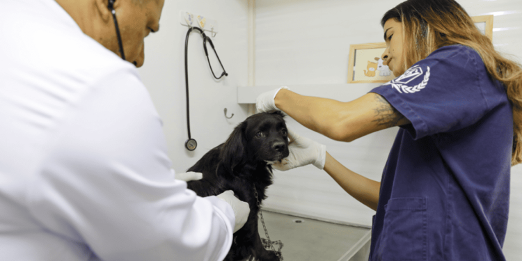 Cães e gatos receberão atendimento veterinário gratuito no Paranoá